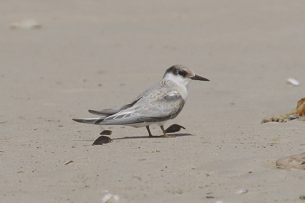 Damara Tern by Mick Dryden