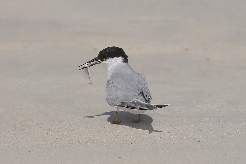 Damara Tern by Mick Dryden