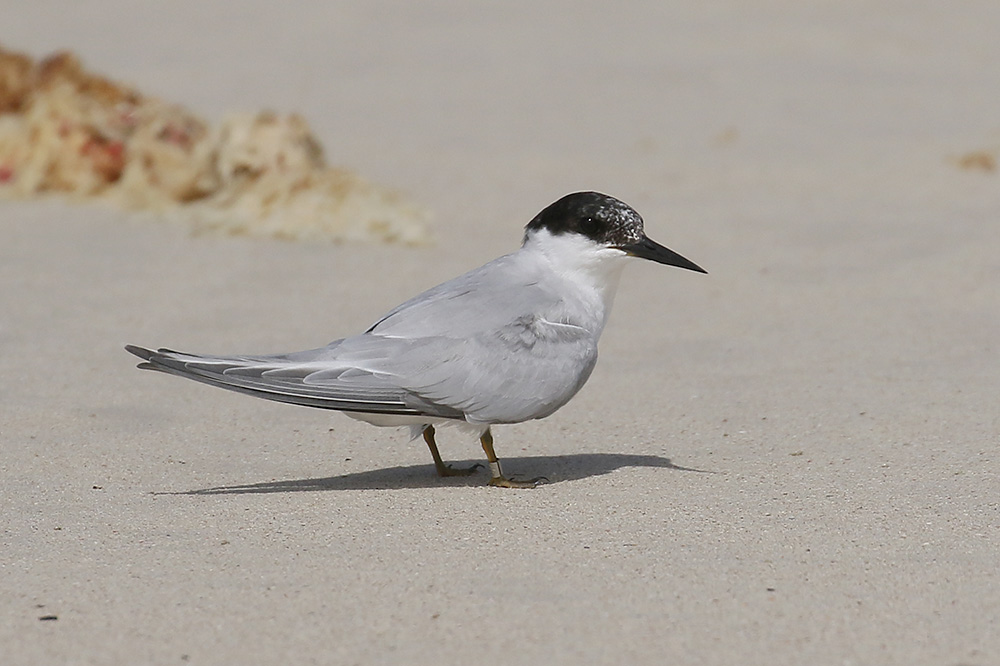 Damara Tern by Mick Dryden