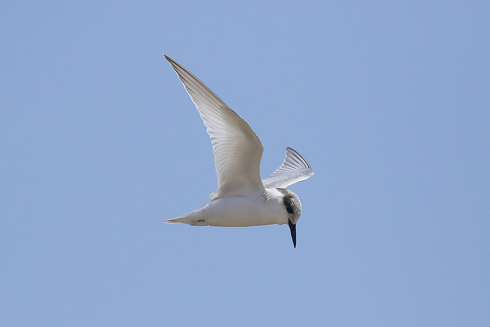 Damara Tern by Mick Dryden
