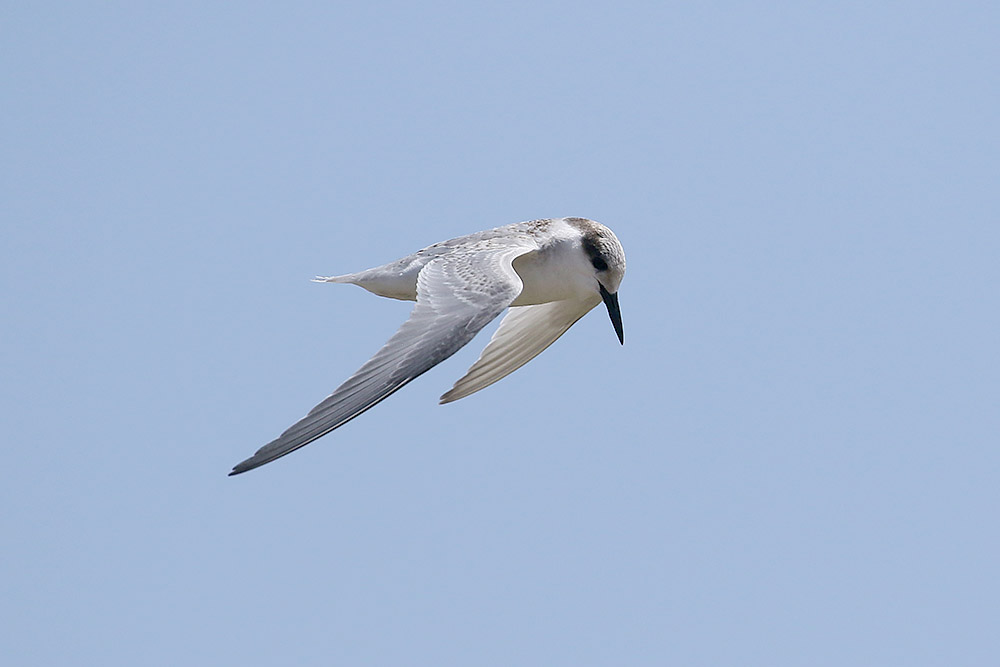 Damara Tern by Mick Dryden