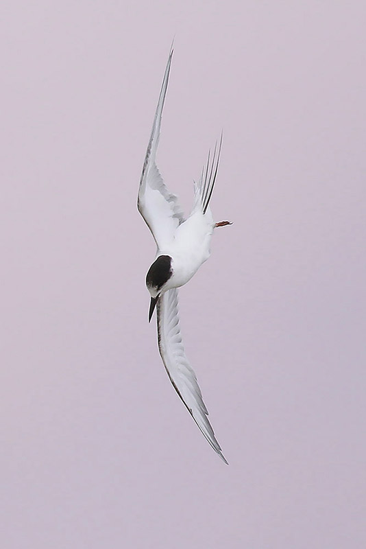 Damara Tern by Mick Dryden