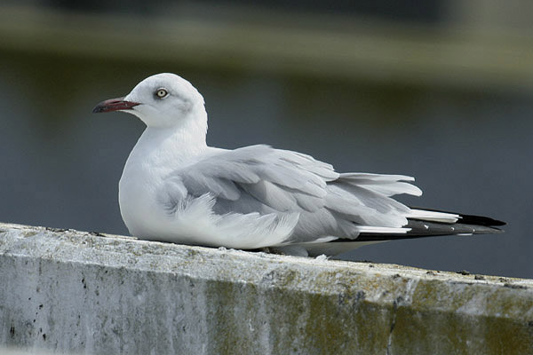 Grey-headed Gull by Mick Dryden