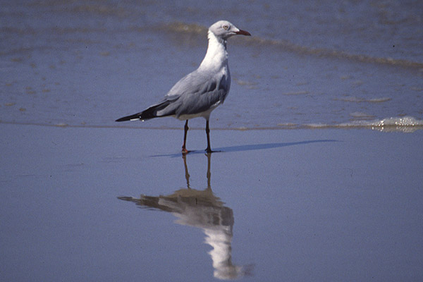 Grey headed Gull by Mick Dryden