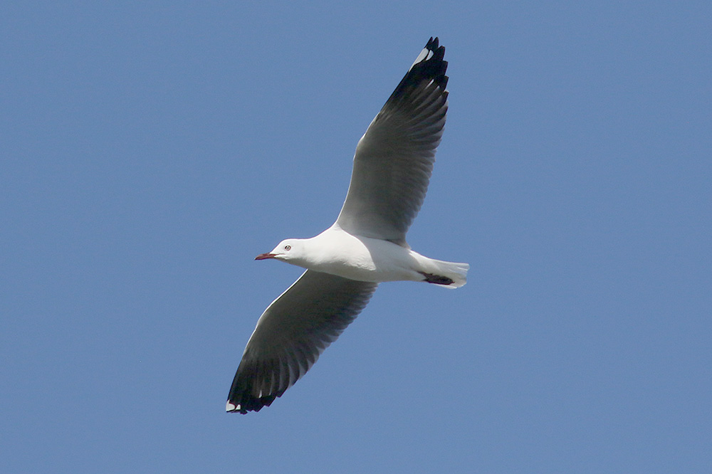 Grey headed Gull by Mick Dryden