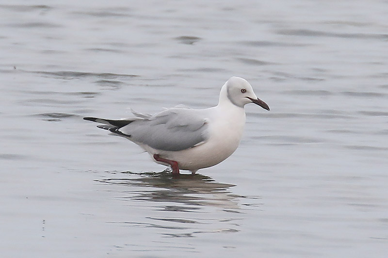 Grey headed Gull by Mick Dryden