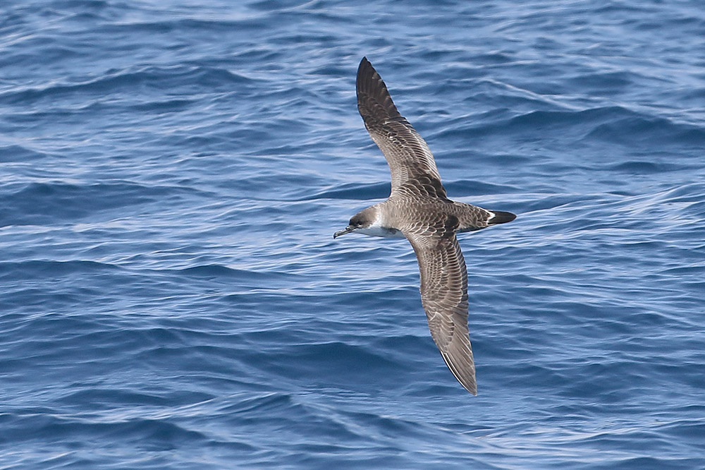 Great Shearwater by Mick Dryden