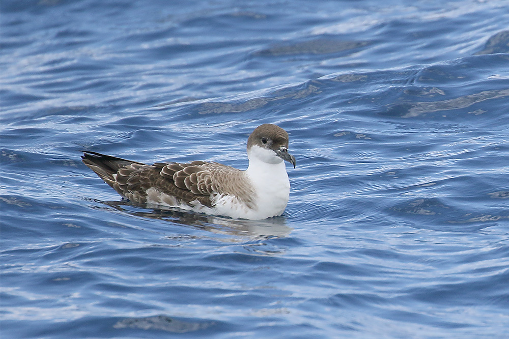 Great Shearwater by Mick Dryden