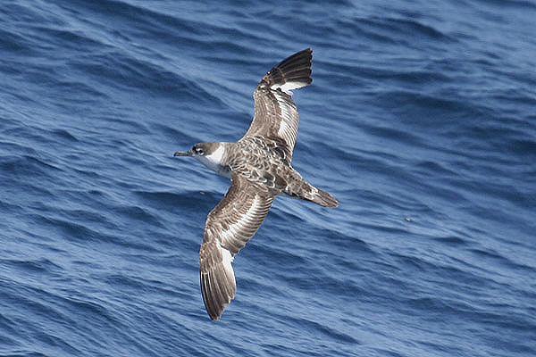 Great Shearwater by Mick Dryden