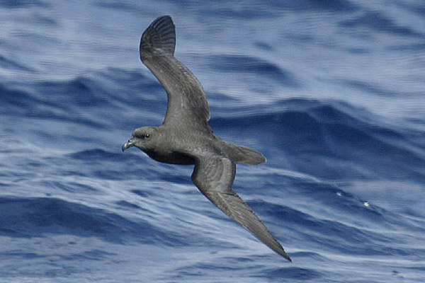 Great-winged Petrel by Mick Dryden