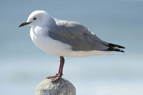 Hartlaub's Gull by MIck Dryden