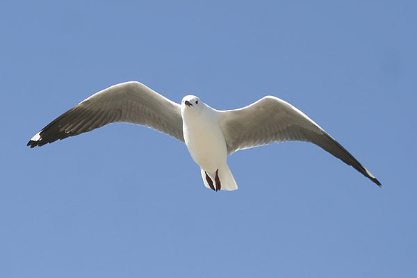 Hartlaub's Gull by MIck Dryden