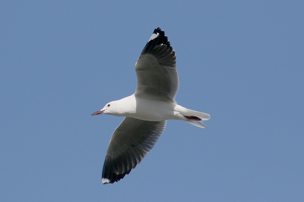 Hartlaubs Gull by Mick Dryden