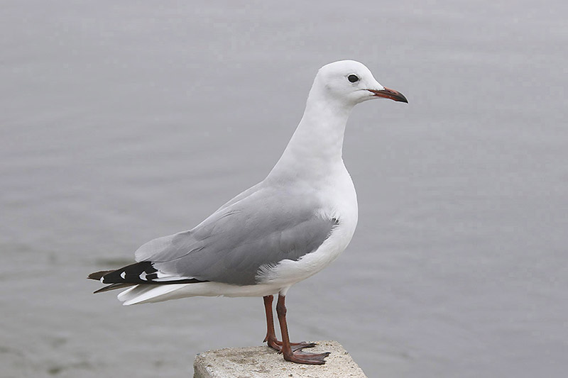 Hartlaubs Gull by Mick Dryden