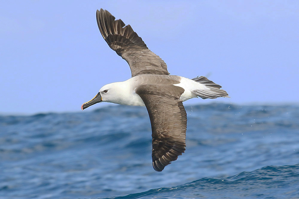 Indian Yellow nosed Albatross by Mick Dryden