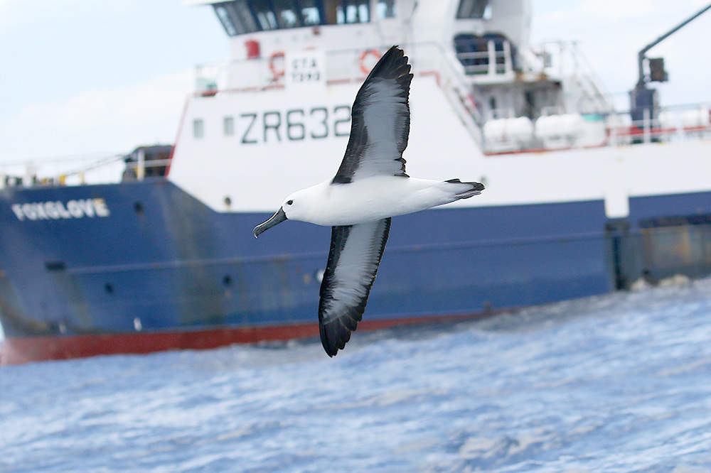 Indian Yellow nosed Albatross by Mick Dryden