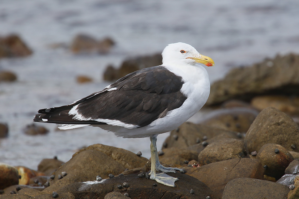 Kelp Gull by Mick Dryden