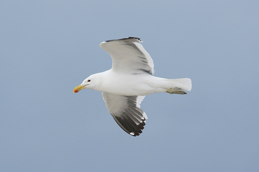 Kelp Gull by Mick Dryden