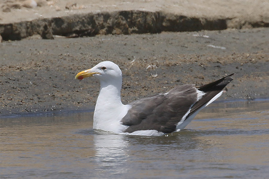 Kelp Gull by Mick Dryden