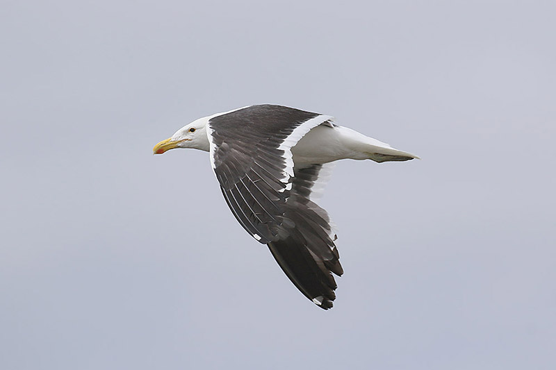 Kelp Gull by Mick Dryden