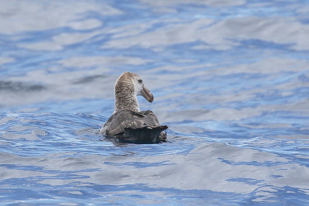 Northern Giant Petrel by Mick Dryden