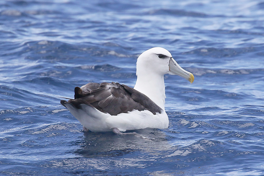 Shy Albatross by Mick Dryden