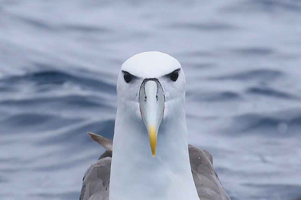 Shy Albatross by Mick Dryden