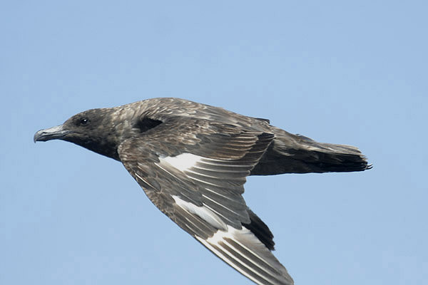 Subantarctic Skua by Mick Dryden