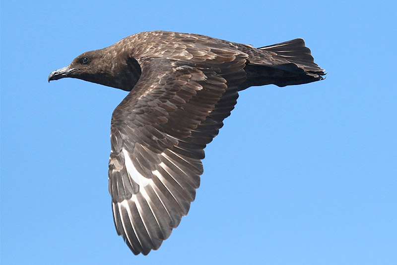 Subantarctic Skua by Tony Paintin