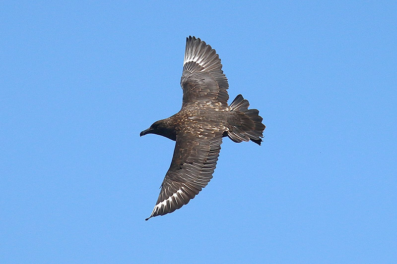 Subantarctic Skua by Tony Paintin