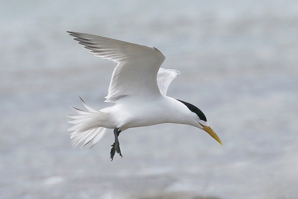 Swift Tern by Mick Dryden