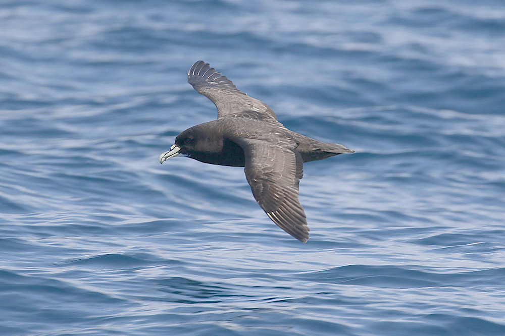 White chinned Petrel by Mick Dryden