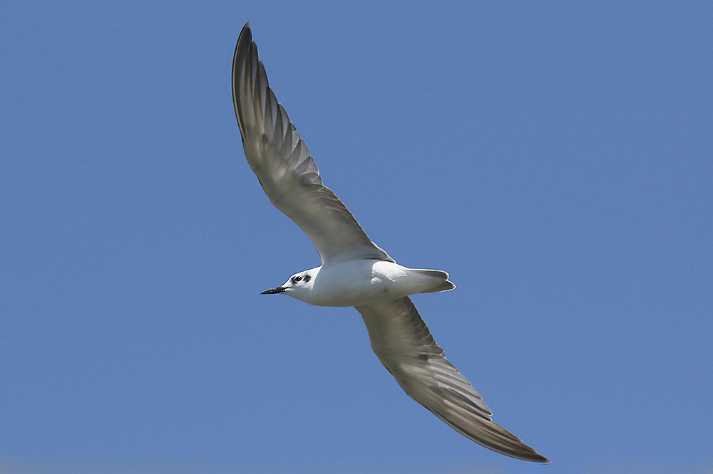 White winged Tern by Mick Dryden