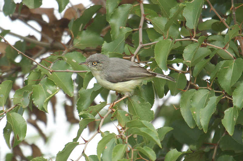 Burnt-necked Eremomela by Mick Dryden