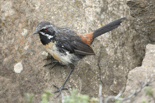 Drakensberg Rockjumper by Mick Dryden