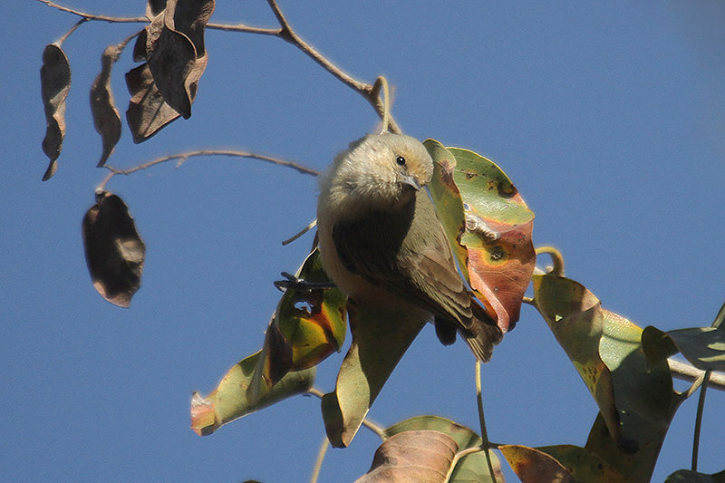 Grey Penduline Tit by Mick Dryden