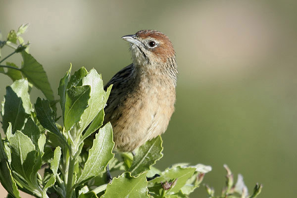 Grassbird by Mick Dryden