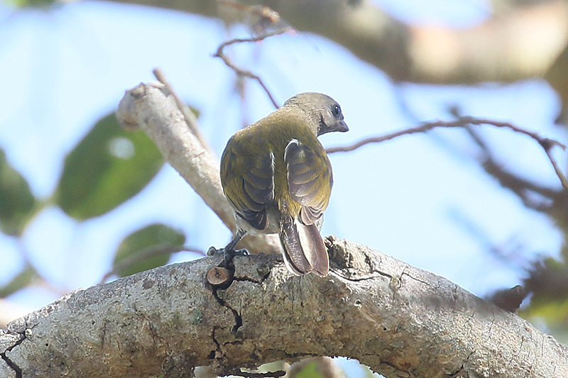 Lesser Honeyguide by Mick Dryden