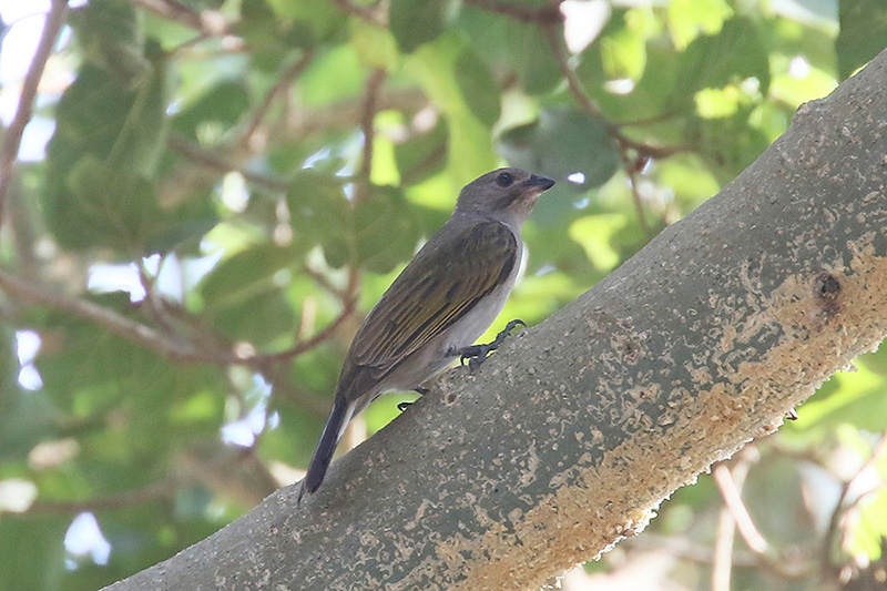 Lesser Honeyguide by Mick Dryden