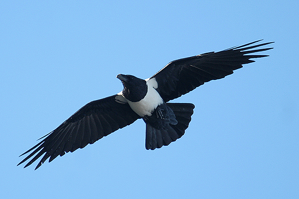Pied Crow by Mick Dryden