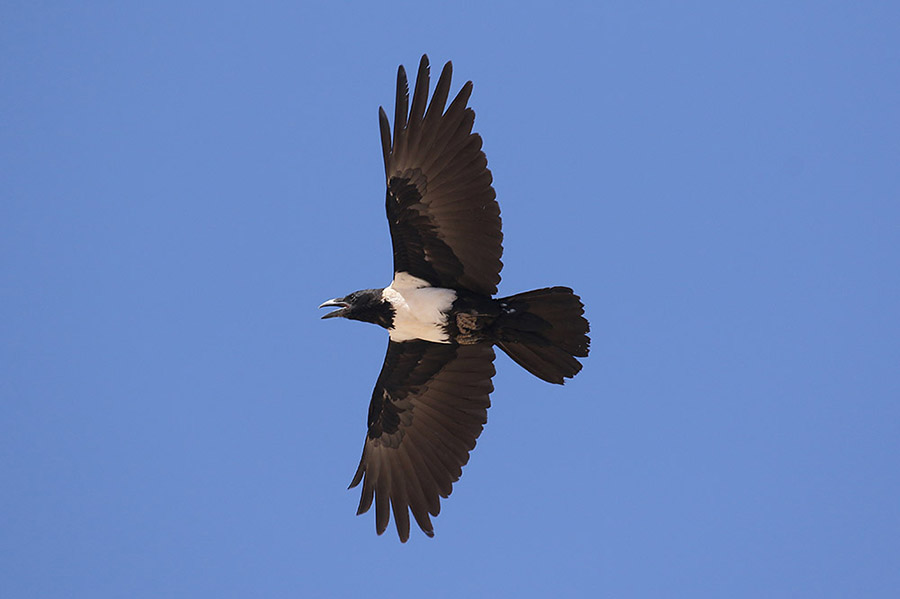 Pied Crow by Mick Dryden