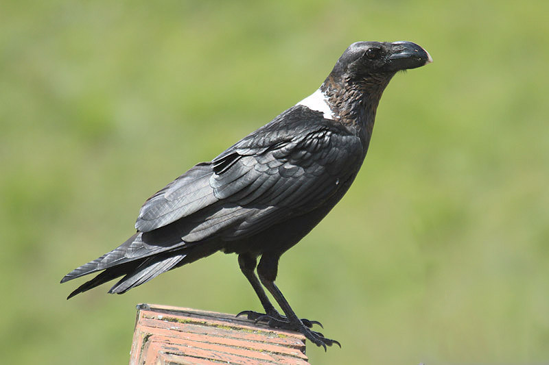 White-necked Raven by Mick Dryden