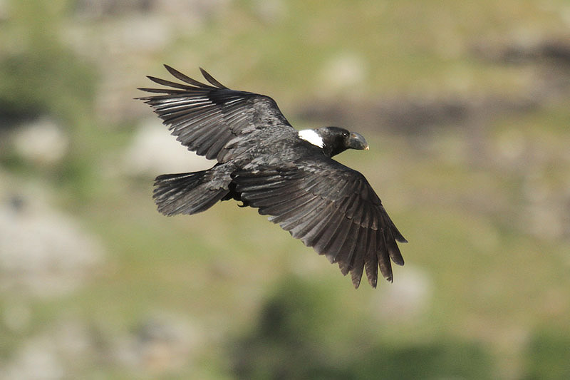 White-necked Raven by Mick Dryden