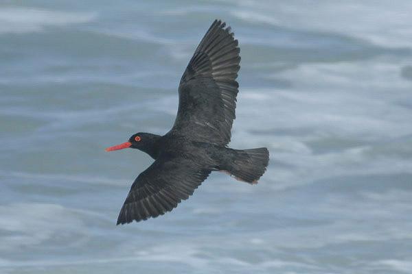 African Black Oystercatcher by Mick Dryden