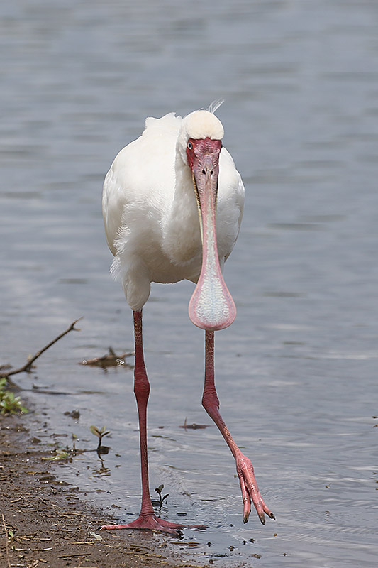 African Spoonbill by Mick Dryden