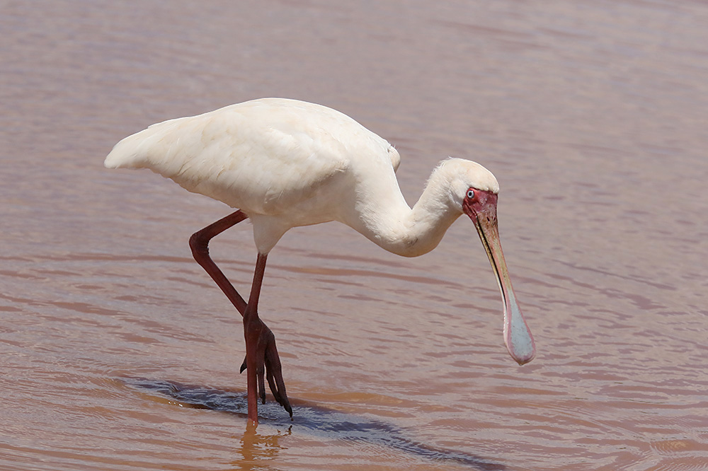 African Spoonbill by Mick Dryden