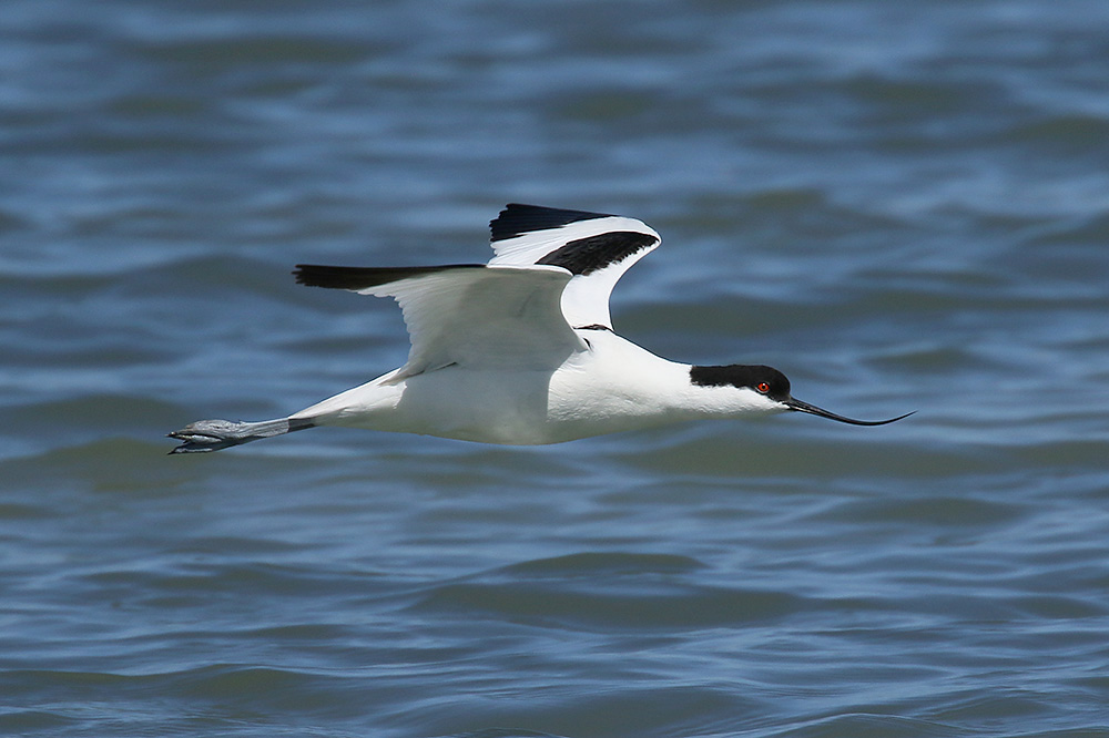 Avocet by Mick Dryden