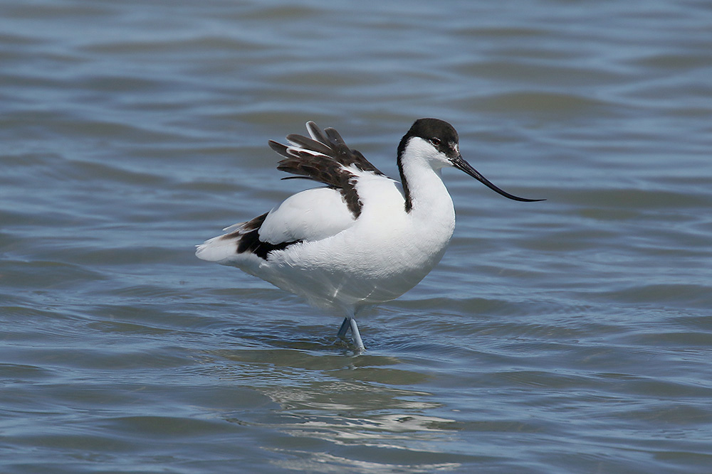 Avocet by Mick Dryden