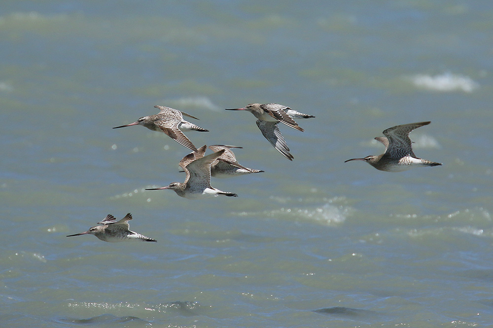 Bartailed Godwit by Mick Dryden