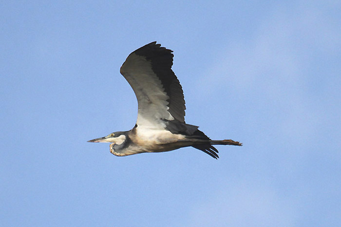 Black-headed Heron by Mick Dryden